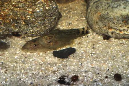 Sinogastromyzon puliensis — Seriously Fish