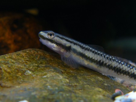 Stiphodon atropurpureus – Blue Neon Goby (Microsicydium atropurpureum ...