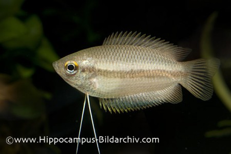 Trichogaster chuna Honey Gourami Colisa chuna 