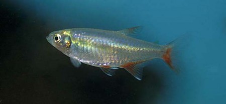 Aphyocharax Anisitsi – Bloodfin Tetra, Rotflossensalmler (de 