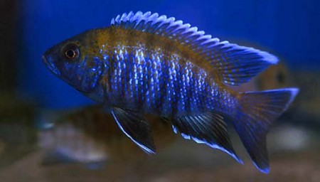 Aulonocara sp. ‘walteri’ (Blue-faced Peacock) — Seriously Fish