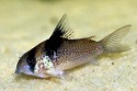 Corydoras melanistius