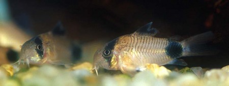 Corydoras panda (Panda Cory) — Seriously Fish