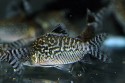 Corydoras reticulatus (Reticulated Cory) — Seriously Fish