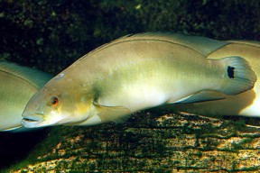 Crenicichla lugubris (Atabo Red Pike Cichlid) — Seriously Fish