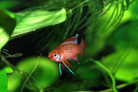 Dario dario – Scarlet Badis (Badis dario, Badis badis bengalensis ...