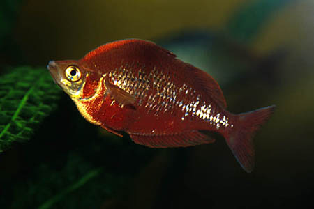 Glossolepis incisus (Red Rainbowfish) —
