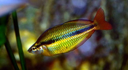 Melanotaenia trifasciata (Banded Rainbowfish) — Seriously Fish