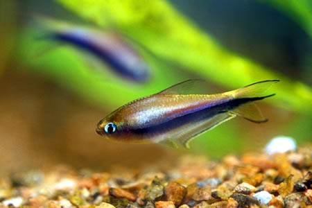 Inpaichthys kerri (Purple Emperor Tetra) — Seriously Fish