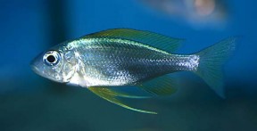 Ophthalmotilapia nasuta — Seriously Fish