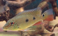 Satanoperca Daemon – Threespot Eartheater (geophagus Daemon 