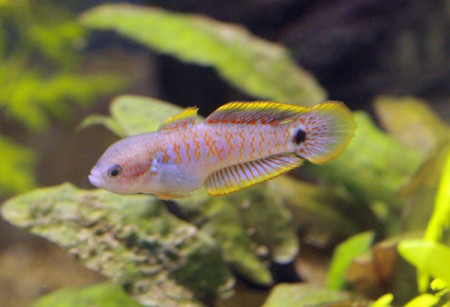 Tateurndina ocellicauda (Peacock Goby) — Seriously Fish