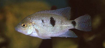 Vieja regani (Regan's Cichlid) — Seriously Fish