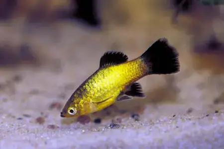 L'aquarium idéal du Platy - Xiphophorus maculatus - Materiel-aquatique