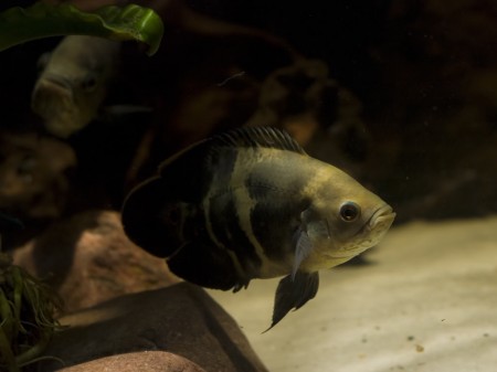 Astronotus ocellatus – Oscar (Lobotes ocellatus, Astronotus orbiculatus ...