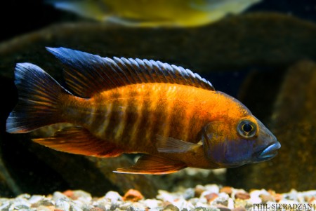 Aulonocara jacobfreibergi (Malawi Butterfly) — Seriously Fish