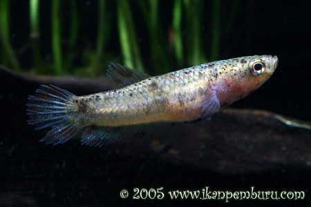 Betta Channoides – Snakehead Betta — Seriously Fish