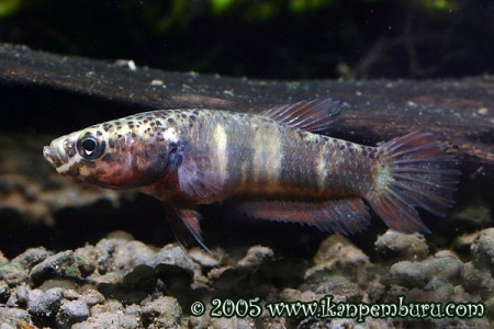 Betta Channoides – Snakehead Betta — Seriously Fish