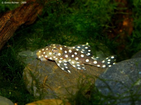 Baryancistrus sp. L142 – Big White Spot Pleco, L142, LDA033 — Seriously ...