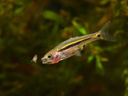 Boraras urophthalmoides (Rasbora urophthalmoides) — Seriously Fish