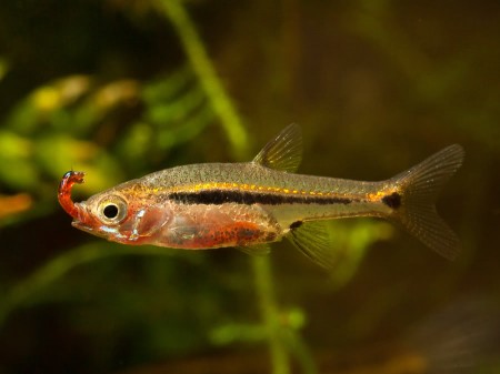 Boraras urophthalmoides (Rasbora urophthalmoides) — Seriously Fish