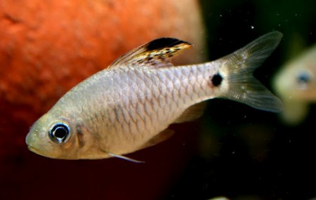 Oreichthys crenuchoides – Drape Fin Barb — Seriously Fish