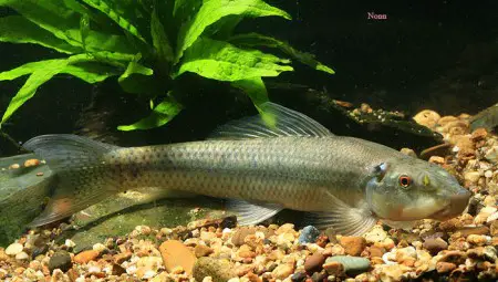 Gyrinocheilus aymonieri – Sucking ‘Loach’ (Gyrinocheilus kaznakovi ...