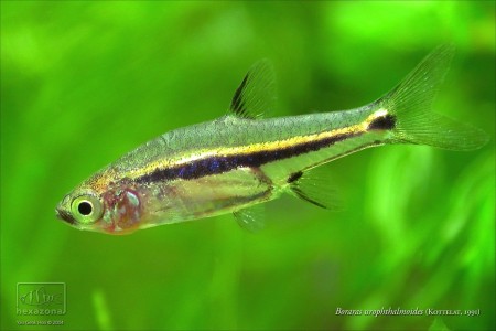 Boraras urophthalmoides (Rasbora urophthalmoides) — Seriously Fish