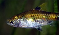 Pethia gelius – Golden Dwarf Barb (Puntius gelius, Cyprinus canius ...