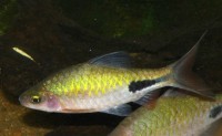 Dawkinsia rohani (Puntius rohani) — Seriously Fish