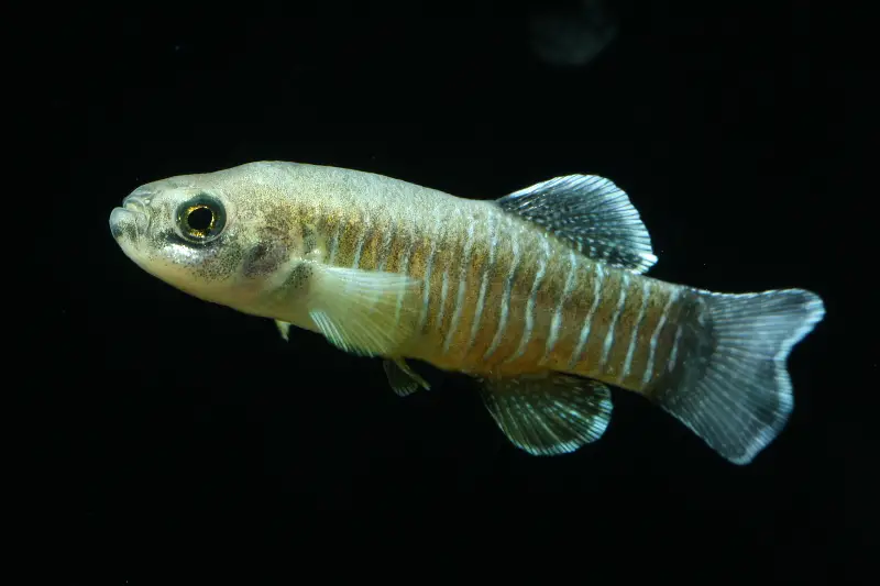 Aphanius Sp Namak Given Official Name Seriously Fish