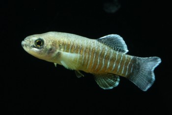 Esmaeilius arakensis – Arak Toothcarp (Aphanius arakensis) — Seriously Fish