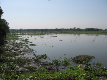 Puntius chola – Swamp Barb (Puntius chola, Barbus chola) — Seriously Fish