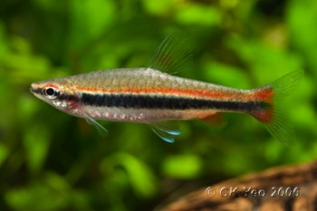 Nannostomus beckfordi – Golden Pencilfish (Nannostomus anomalus ...