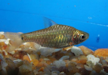 Puntius vittatus – Greenstripe Barb (Barbus vittatus) — Seriously Fish