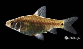 Puntius vittatus – Greenstripe Barb (Barbus vittatus) — Seriously Fish