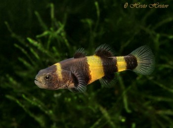 Brachygobius doriae – Bumblebee Goby — Seriously Fish