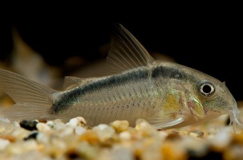 Corydoras arcuatus – Skunk Cory; C020 (C020) — Seriously Fish