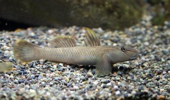 Rhinogobius nantaiensis — Seriously Fish