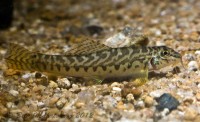 paracanthocobitis botia - zipper loach (nemacheilus botia