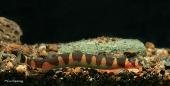 Pangio semicincta – ‘Kuhli’ Loach (Acanthophthalmus semicinctus, Pangio ...