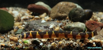 Pangio semicincta – ‘Kuhli’ Loach (Acanthophthalmus semicinctus, Pangio ...