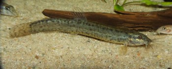 Misgurnus Dabryanus – Large-scaled Loach (misgurnus Mizolepis 565