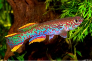 Fundulopanchax gardneri – Steel-blue Killifish (Aphyosemion gardneri ...