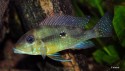 Geophagus argyrostictus — Seriously Fish