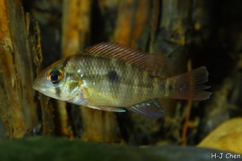 ‘Geophagus’ brasiliensis – Pearl Cichlid (Chromis brasiliensis ...