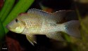 ‘geophagus’ Steindachneri – Red Hump Eartheater (geophagus Hondae 