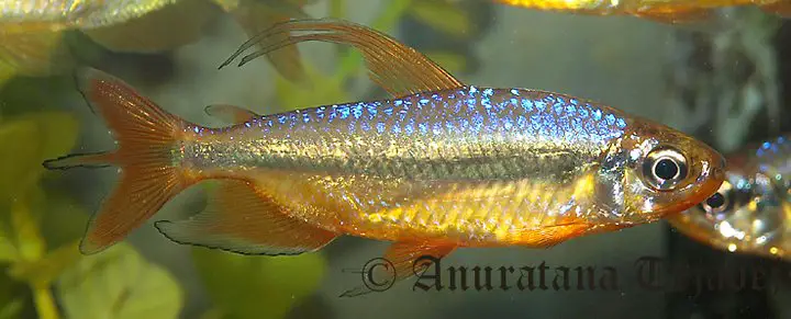 cherry red congo tetra