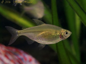 Alestopetersius caudalis – Yellow-Tailed Congo Tetra, Yellow Congo ...