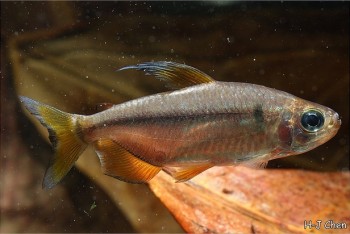 Alestopetersius nigropterus – African Rainbow Tetra, Orange Flash Congo ...